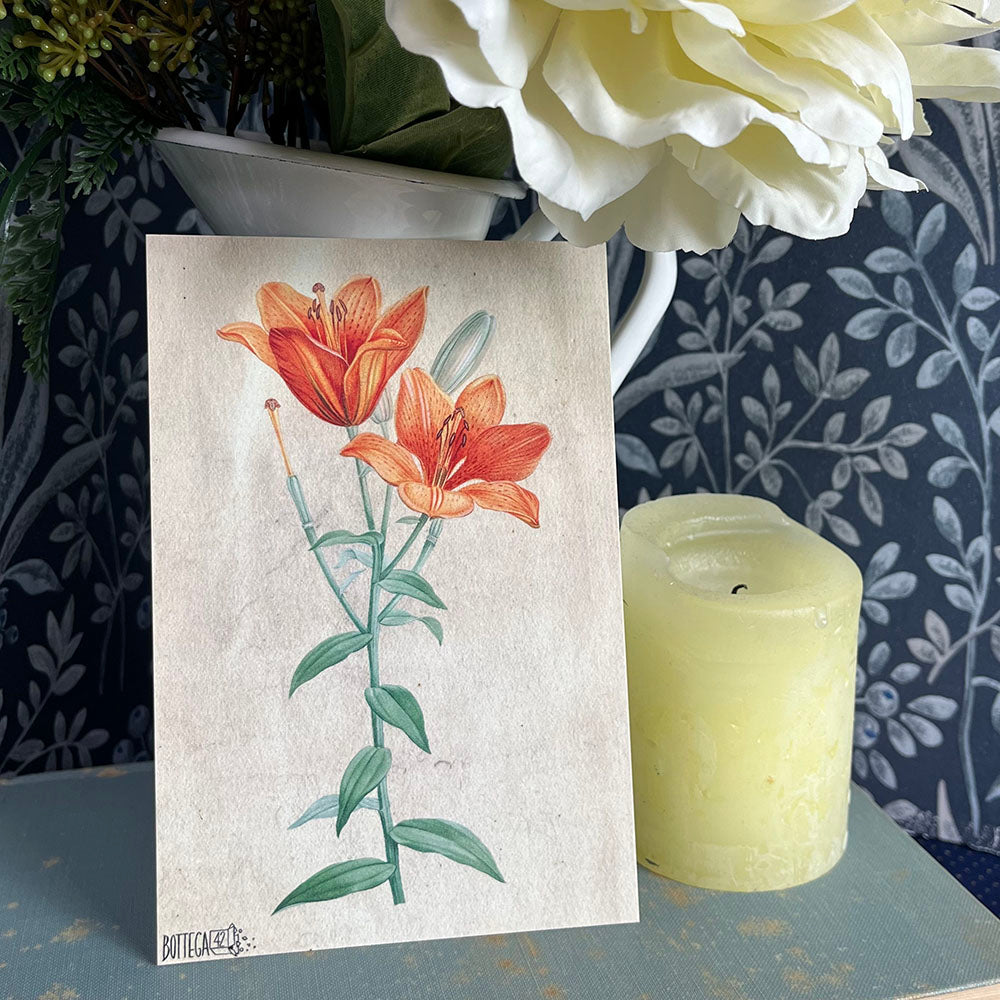 Herbarium Flower Postcard, Lily, Dandelion, Vintage Style