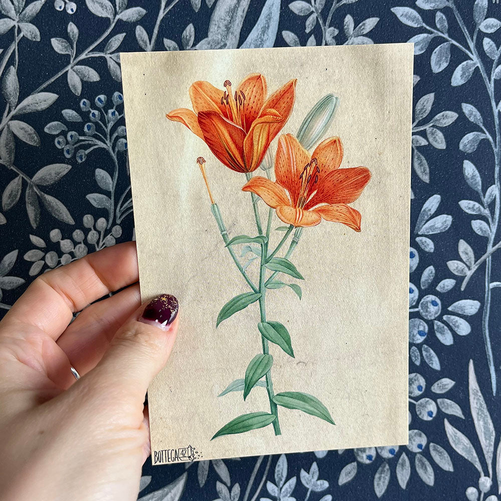 Herbarium Flower Postcard, Lily, Dandelion, Vintage Style